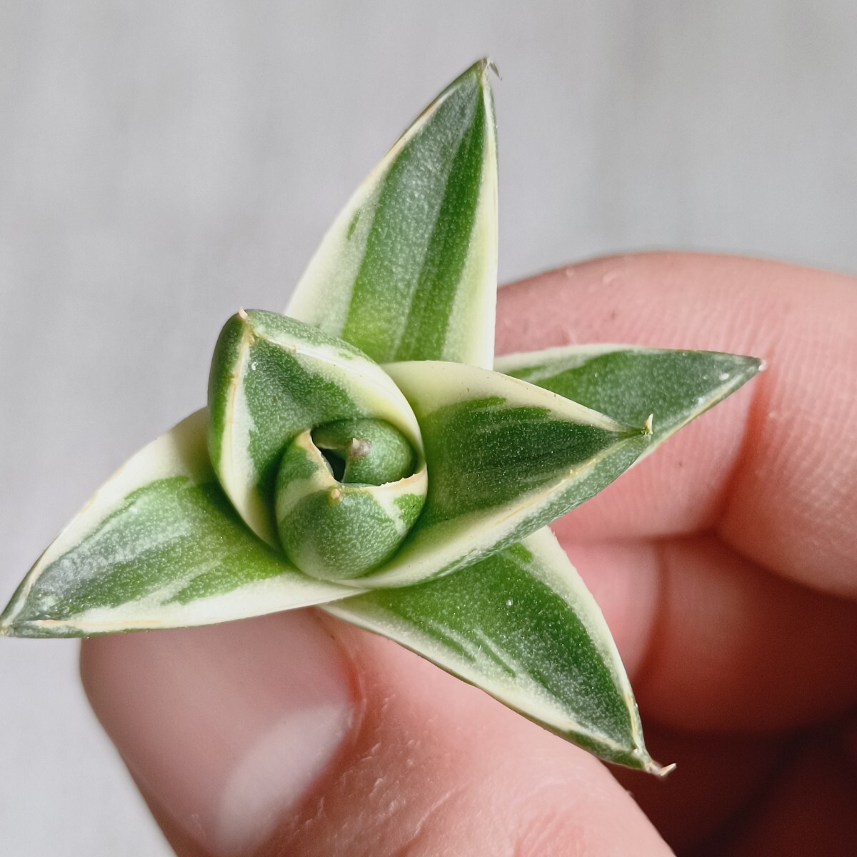 A-233 多肉植物 アガベ ピンキー 王妃笹の雪A型 白覆輪斑 精選極 A-233 多肉植物 アガベ ピンキー 王妃笹の雪A型 白覆輪斑 精選極