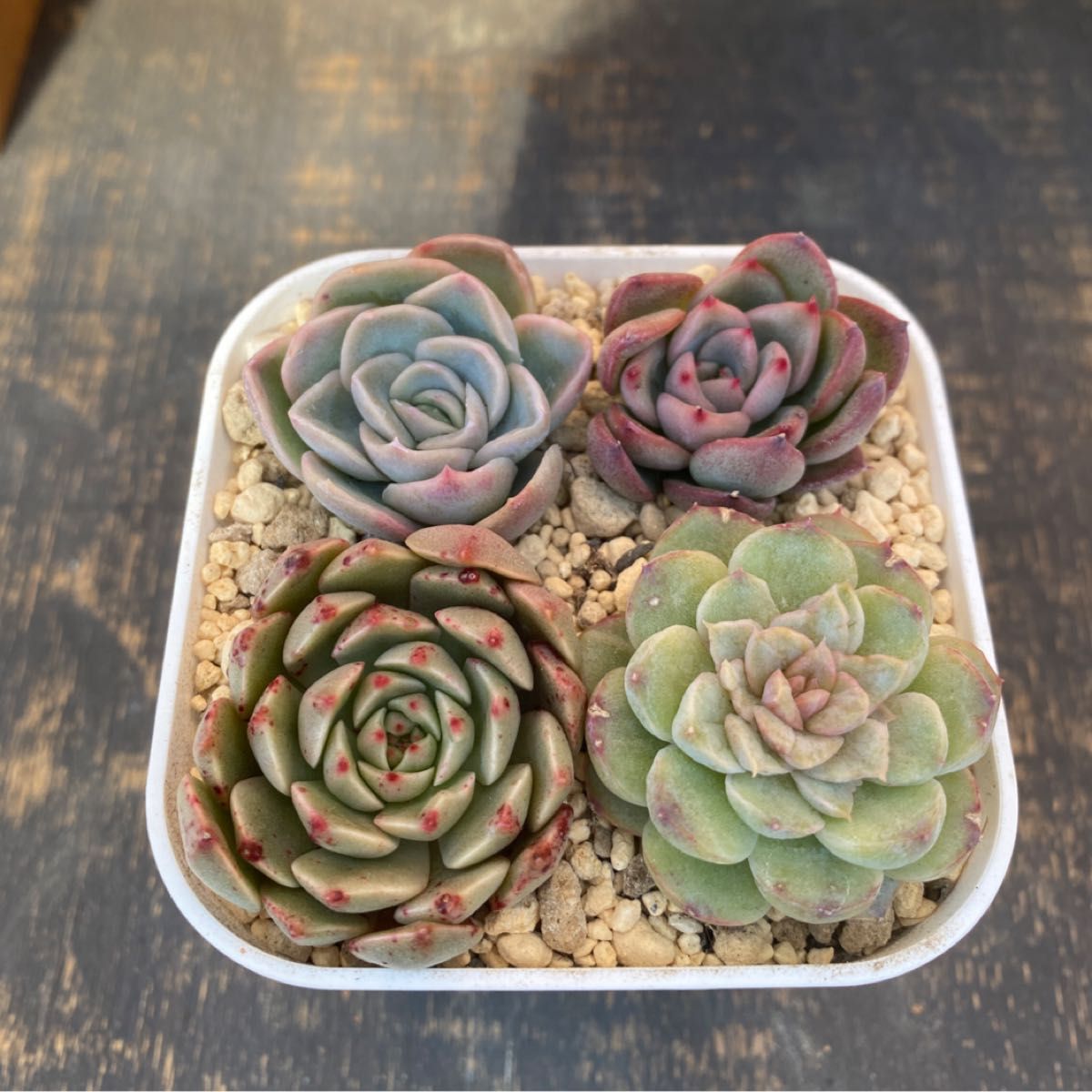 多肉植物 イグニッション ブラッドリー オリオン メアリーベル 多肉植物 イグニッション ブラッドリー オリオン メアリーベル