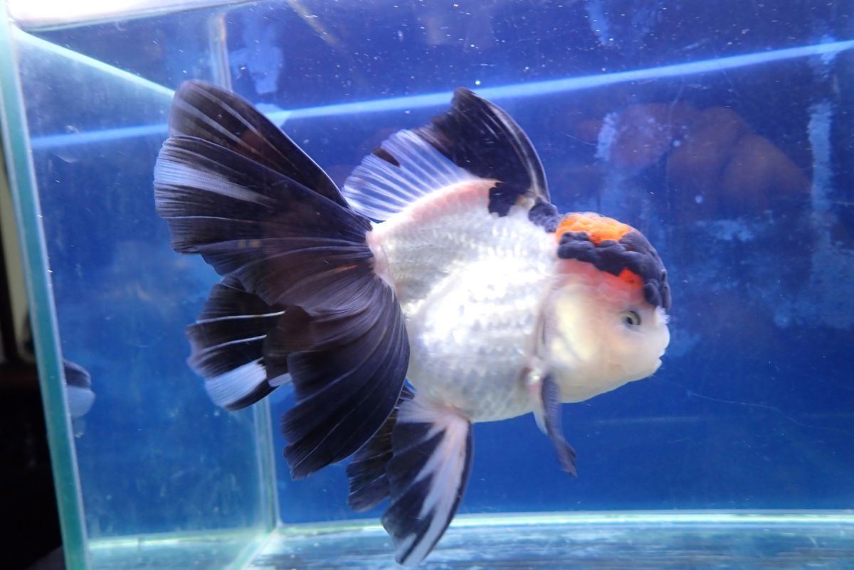 ハーフムーンテールタイガーオランダ 19cm位 (1110a0810)|金魚 ハーフムーンテールタイガーオランダ 19cm位 (1110a0810)|金魚