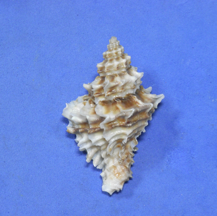 貝の標本 Latiaxiena fimriata 44.5mm.big_画像1