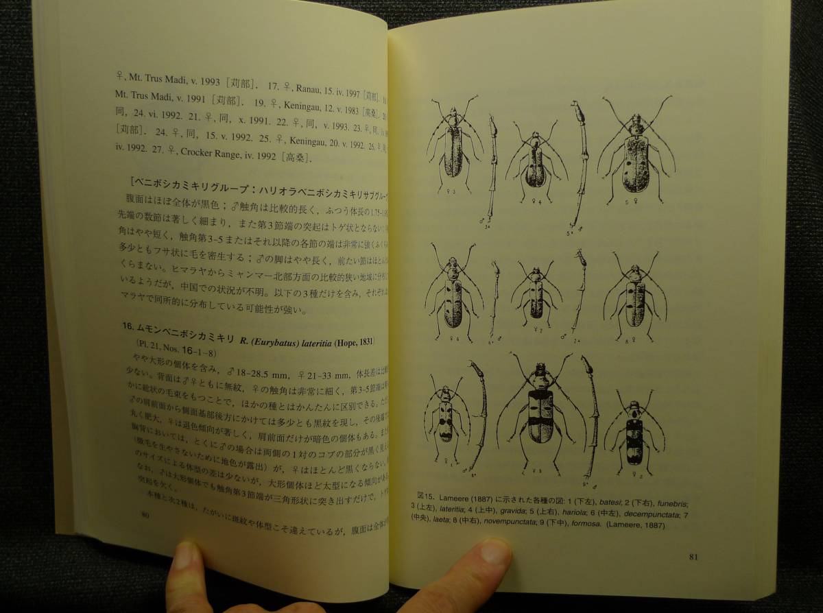 【超希少】【美品】古本　ベニボシカミキリの世界　月刊むし・ブックス２　著者：高桑正敏　むし社_画像7