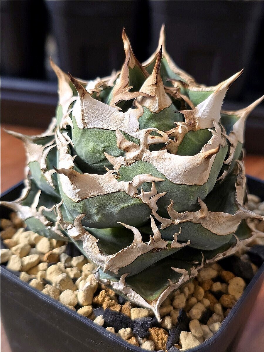 アガベ チタノタ 清櫻 Lize産 子株(検索 Agave Titanota 清桜 アガベ チタノタ 清櫻 Lize産 子株(検索 Agave Titanota 清桜