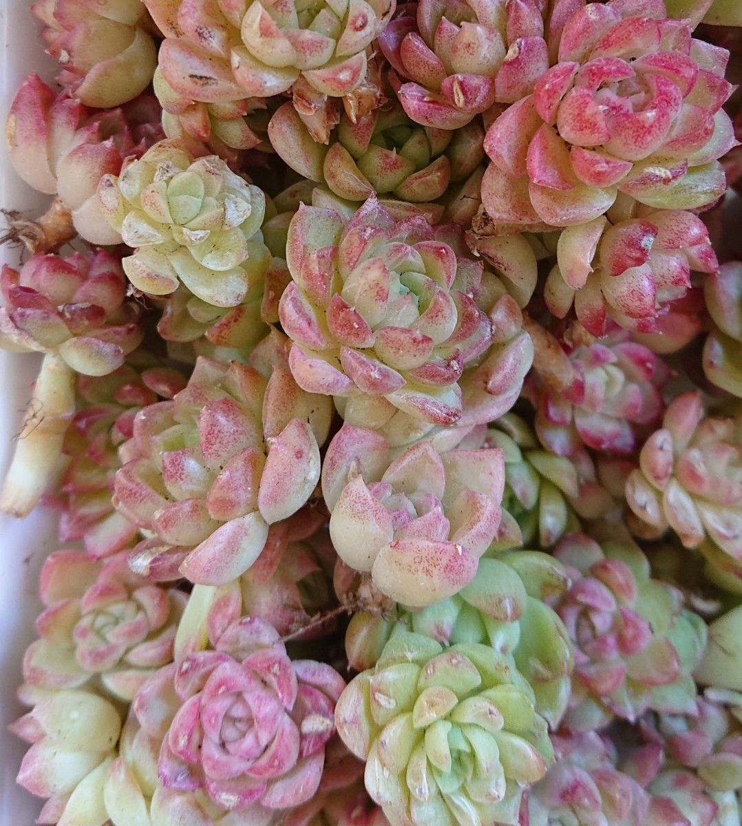 蝶の葉の麦わら》 3カット 多肉植物 エケベリア 韓国苗 カット苗 蝶の葉の麦わら》 3カット 多肉植物 エケベリア 韓国苗 カット苗
