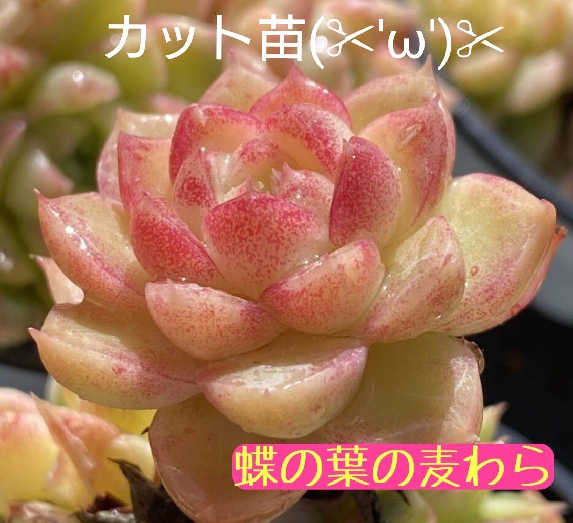 蝶の葉の麦わら》 3カット 多肉植物 エケベリア 韓国苗 カット苗 蝶の葉の麦わら》 3カット 多肉植物 エケベリア 韓国苗 カット苗