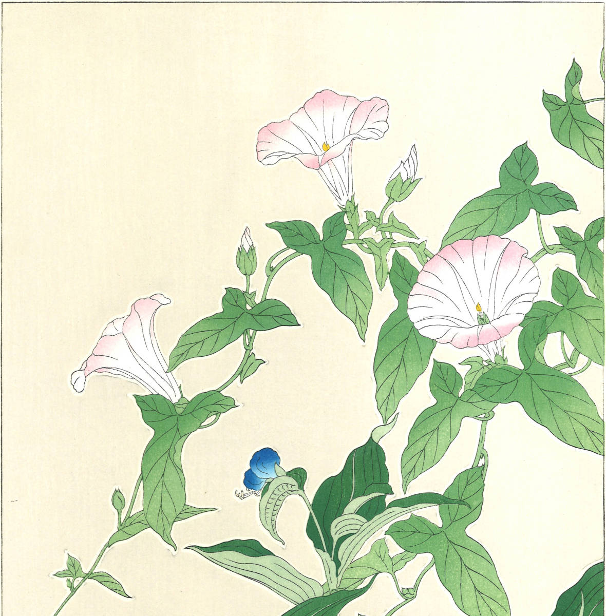 河原崎奨堂 (Kawarazaki Shodo) (1899~1973) 木版画 F062 昼顔と露草 (Bindweed)　初版昭和初期～京都の一流の摺師の技をご堪能下さい。_画像6