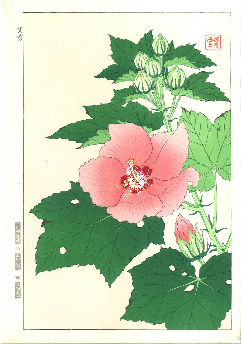 河原崎奨堂 (Kawarazaki Shodo) (1899~1973)木版画　F083 芙蓉(Hibiscus mutabilis)　初版昭和初期～　 京都の一流の摺師の技をご堪能下さい