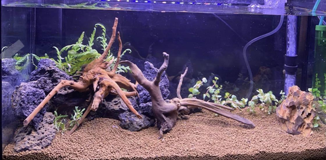 高濾過 溶岩石 3kg 50-100㎜ 黒 水槽 アクアリウム ビオトープ 高濾過 溶岩石 3kg 50-100㎜ 黒 水槽 アクアリウム ビオトープ