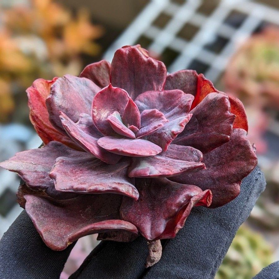 多肉植物 エケベリアダイヤモンドステート錦 韓国苗 新入荷 11 多肉植物 エケベリアダイヤモンドステート錦 韓国苗 新入荷 11