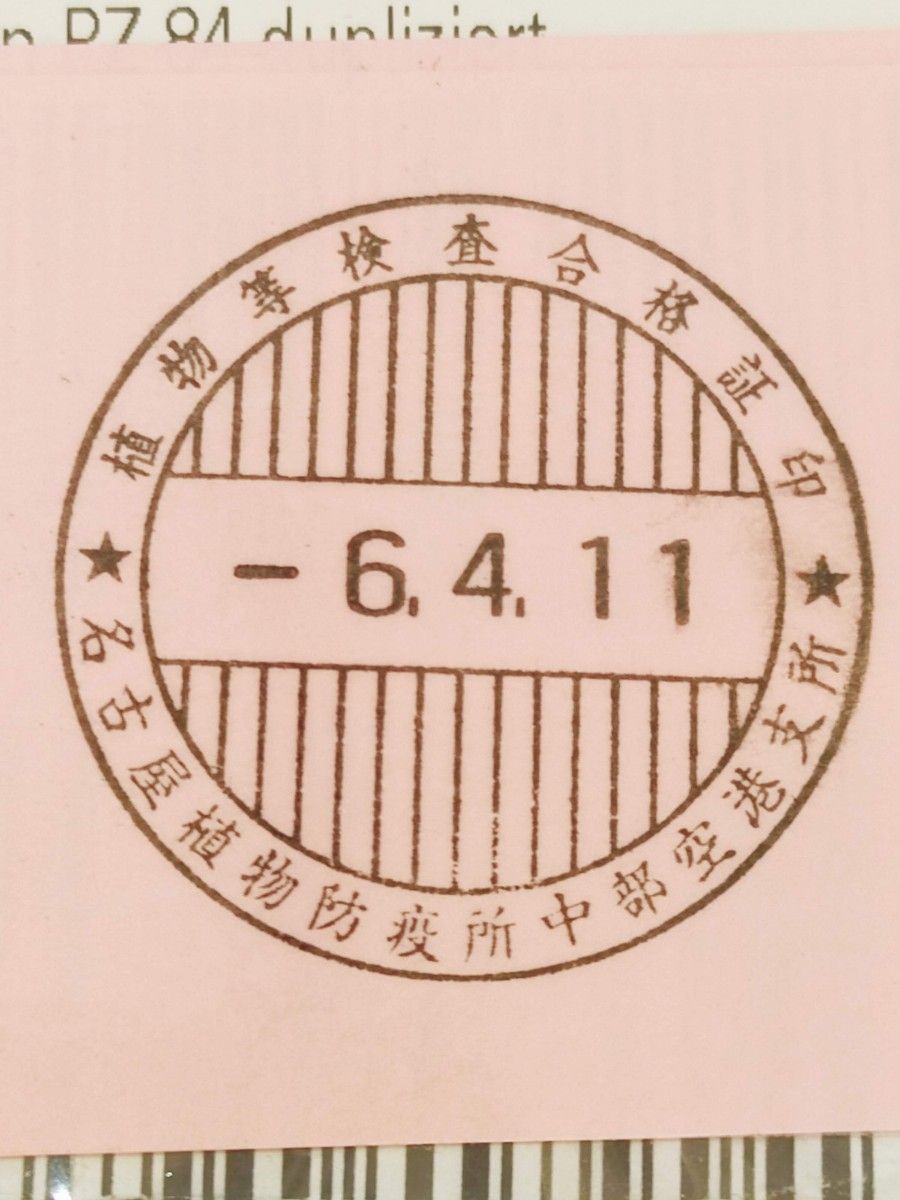4月入荷 100粒+@ サイカスsᴘシルバー（タイシルバー）植物検疫証明書