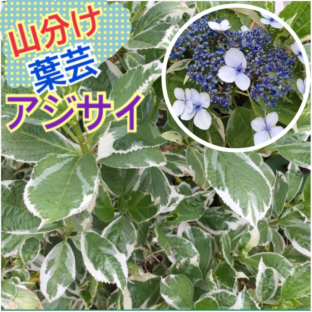 Paypayフリマ 葉芸 斑入りアジサイ 挿し木用2本 紫陽花 庭木 山野草 カラーリーフ Paypayフリマ 葉芸 斑入りアジサイ 挿し木用2本 紫陽花 庭木 山野草 カラーリーフ