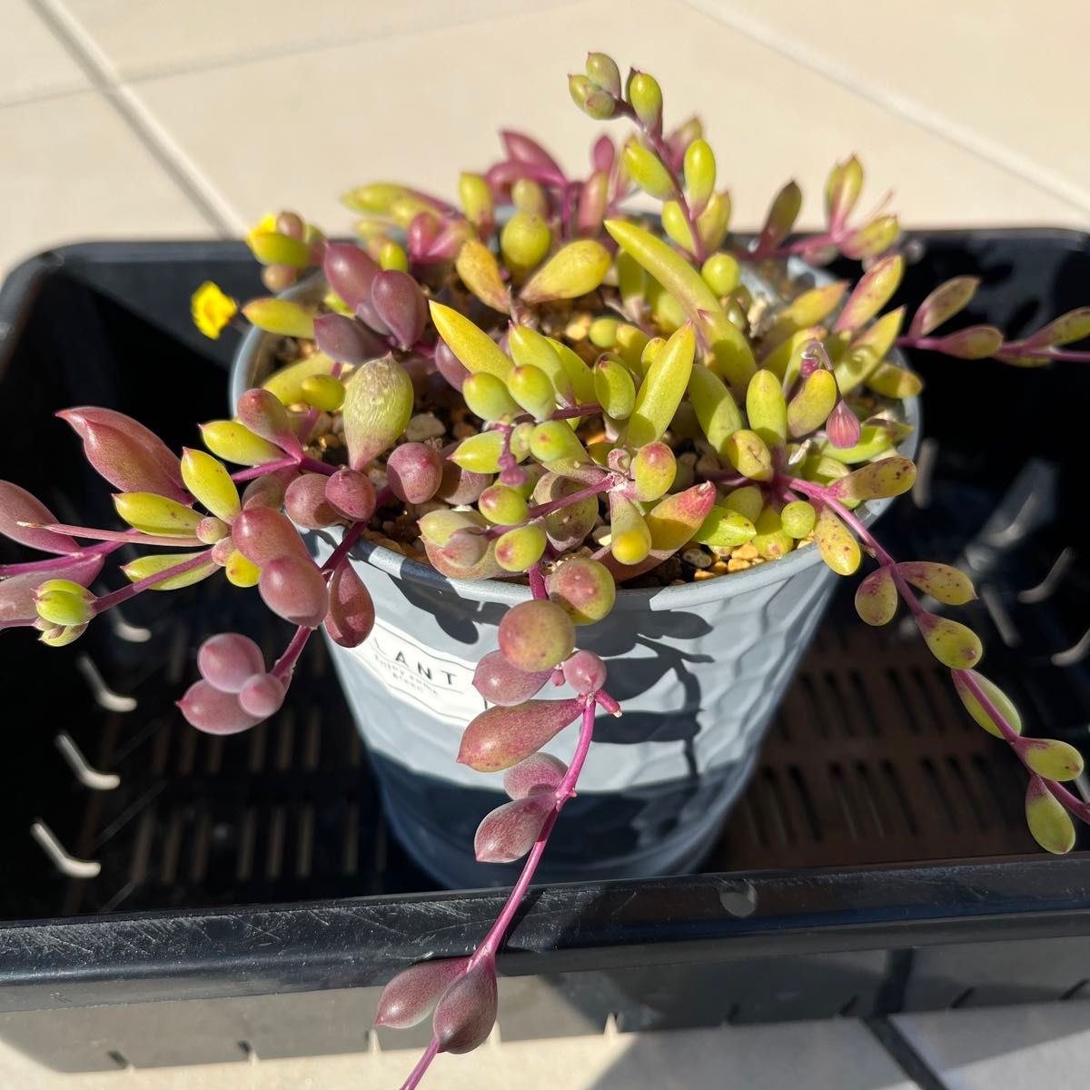 多肉植物 マスカットベリーとルビーネックレス ミックス 抜き苗 多肉植物 マスカットベリーとルビーネックレス ミックス 抜き苗