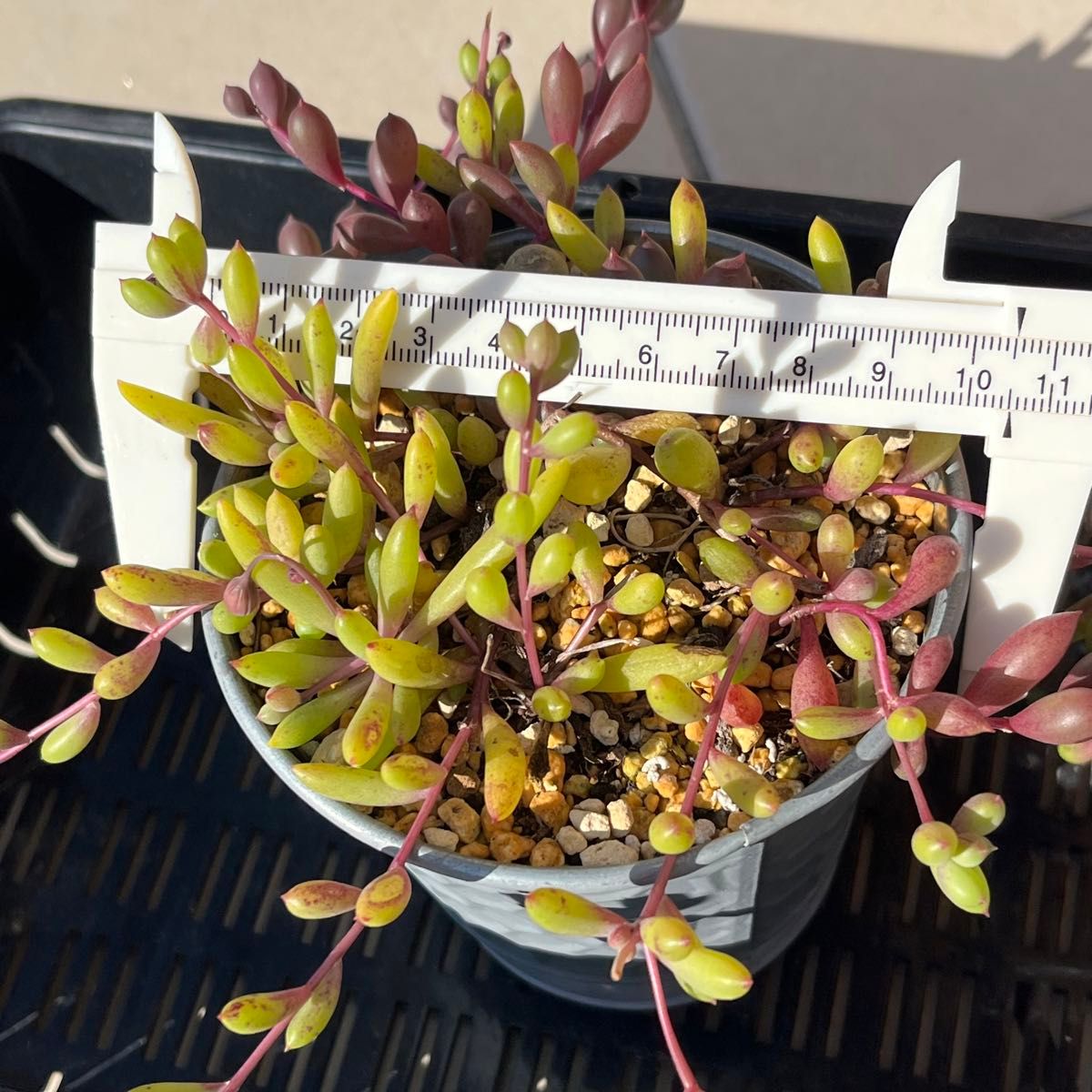 多肉植物 マスカットベリーとルビーネックレス ミックス 抜き苗 多肉植物 マスカットベリーとルビーネックレス ミックス 抜き苗