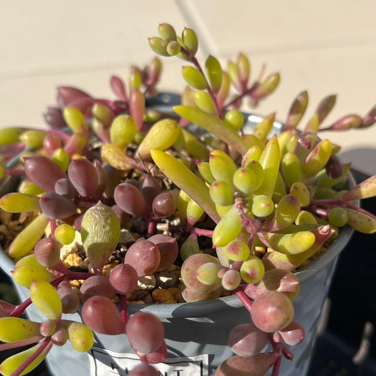 多肉植物 マスカットベリーとルビーネックレス ミックス 抜き苗 多肉植物 マスカットベリーとルビーネックレス ミックス 抜き苗