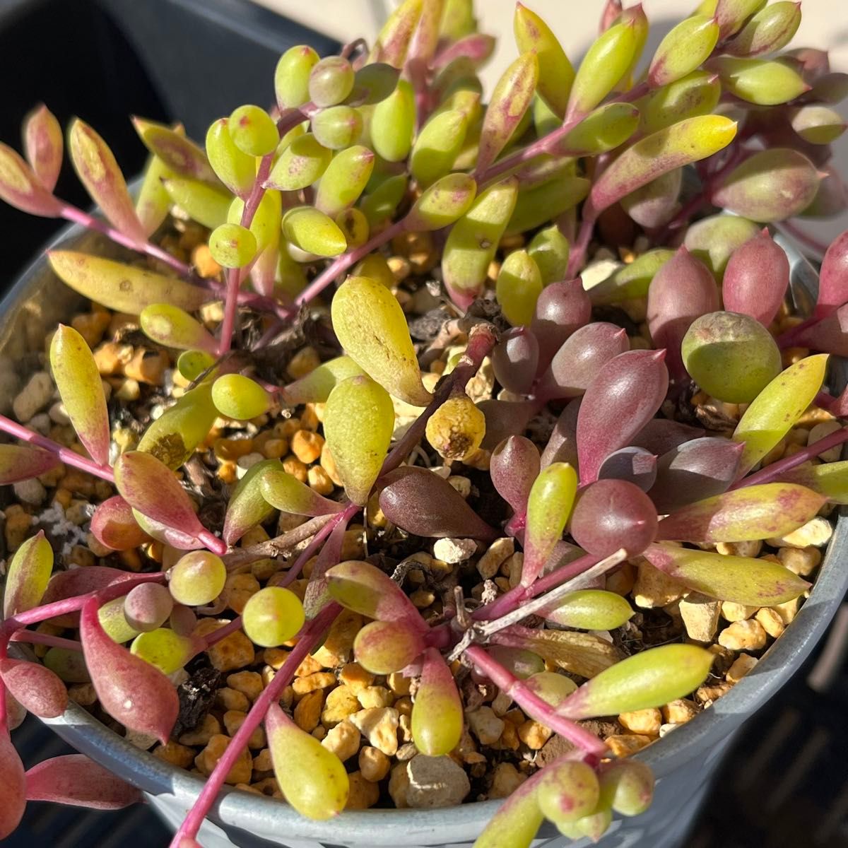 多肉植物 マスカットベリーとルビーネックレス ミックス 抜き苗 多肉植物 マスカットベリーとルビーネックレス ミックス 抜き苗