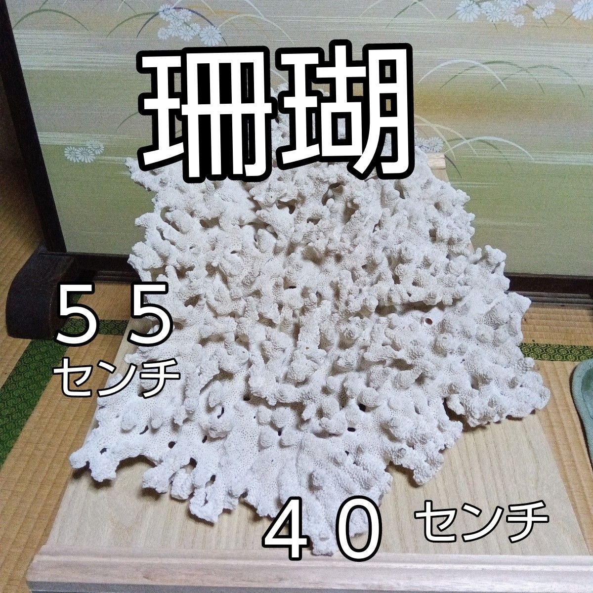 珊瑚礁 ビッグサイズ