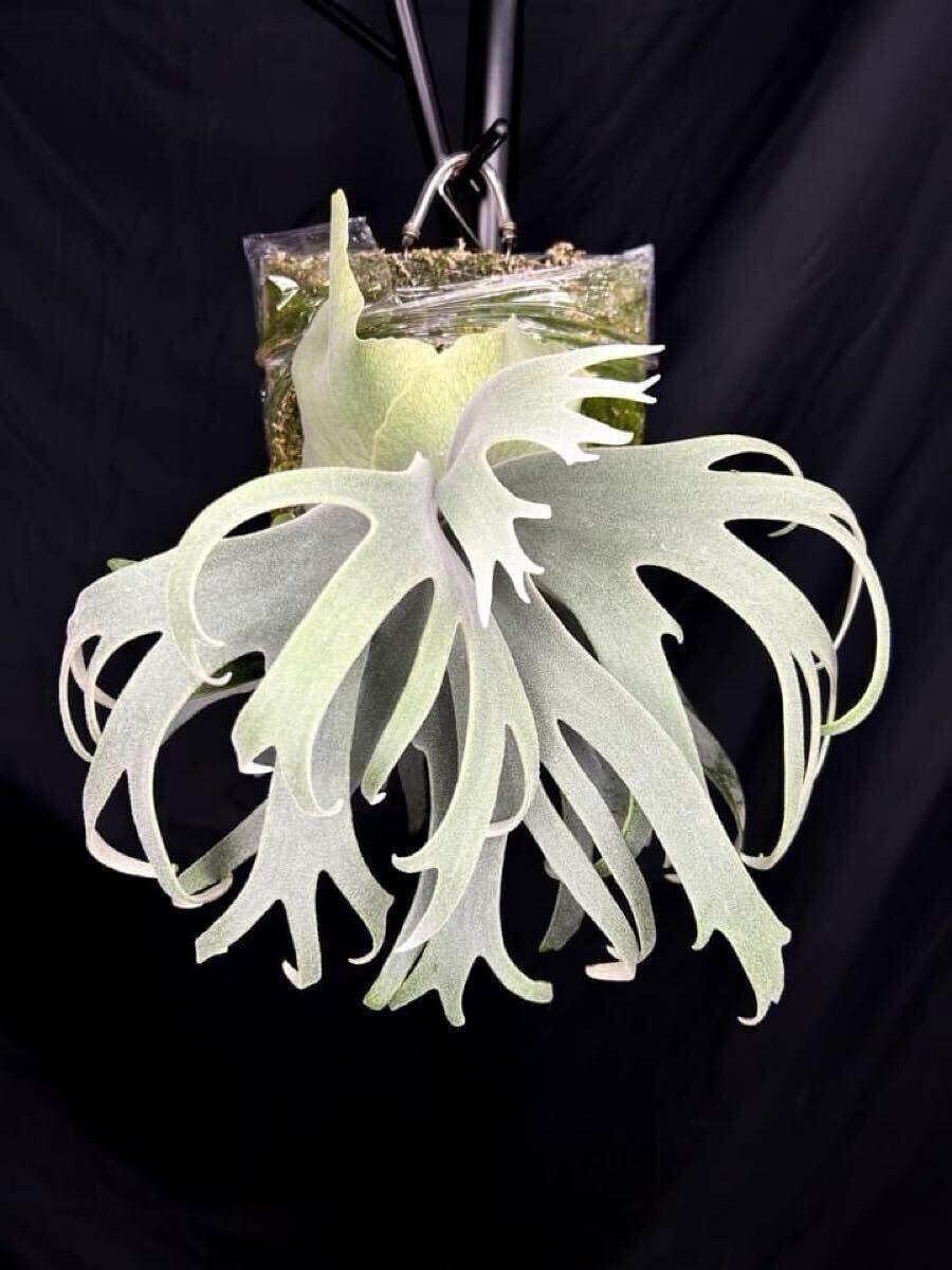 P. willinckii cv. TFN #1 OC 株分け ビカクシダ(ビカクシダ P. willinckii cv. TFN #1 OC 株分け ビカクシダ(ビカクシダ