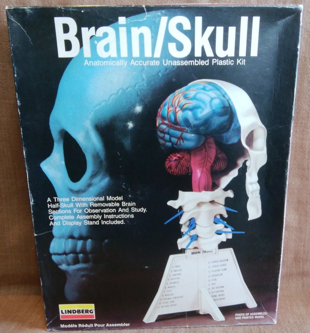 未組立 当時物 LINDBERG BRAIN / Skull ブレイン スカル 頭蓋骨 脳 模型 プラモデル リンドバーグ _画像1
