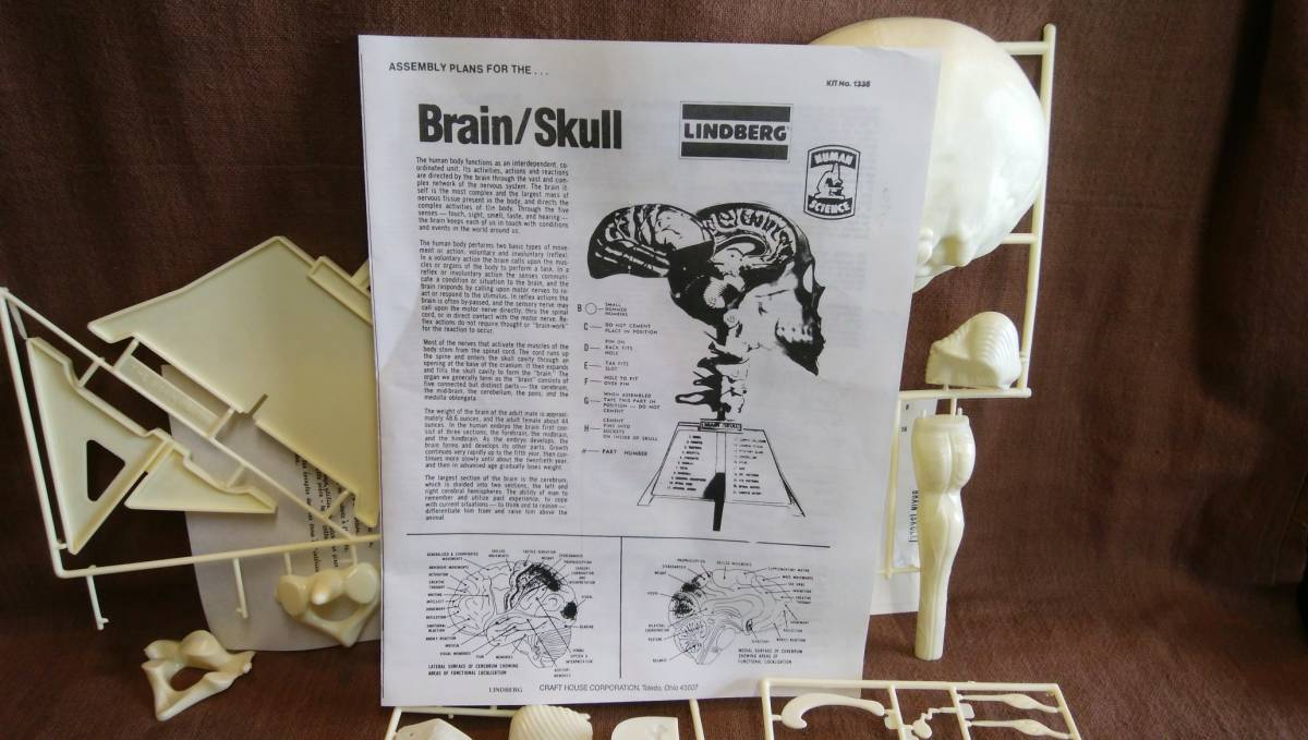 未組立 当時物 LINDBERG BRAIN / Skull ブレイン スカル 頭蓋骨 脳 模型 プラモデル リンドバーグ _画像7