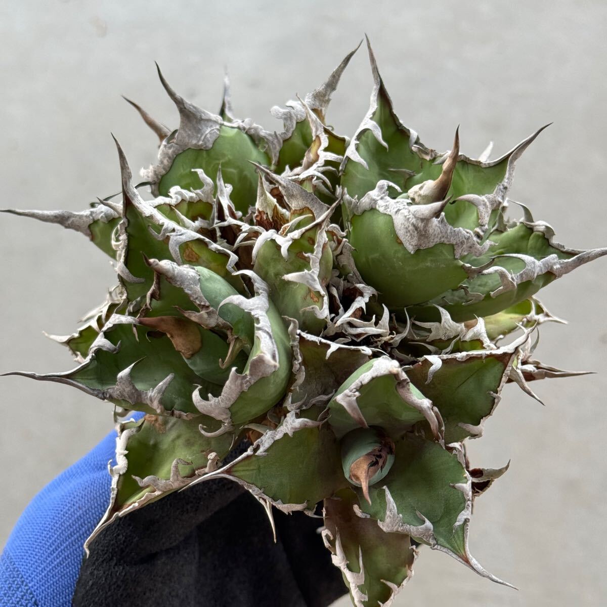 アガベ チタノタ シーザー caesar 親株(検索 Agave Titanota アガベ チタノタ シーザー caesar 親株(検索 Agave Titanota