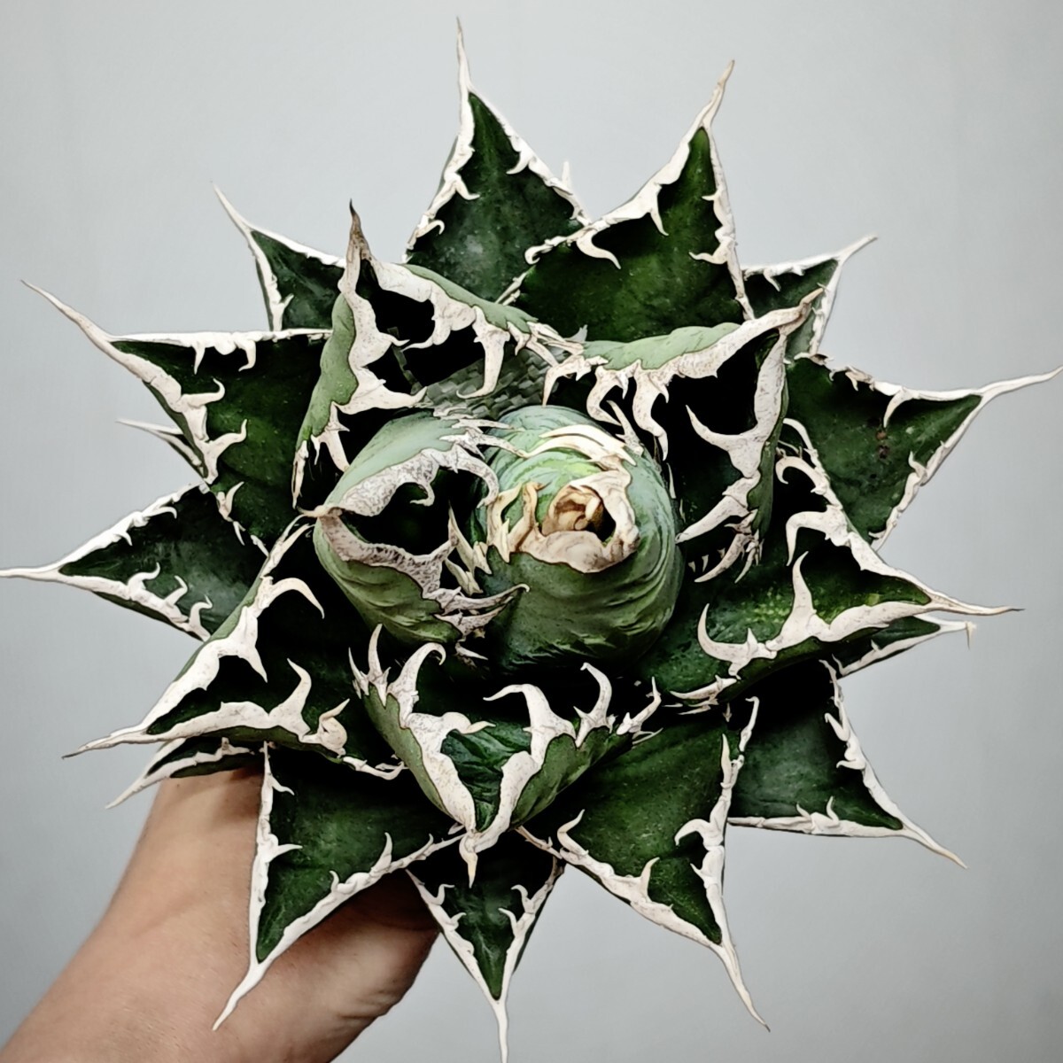 1 アガベ チタノタ 海王 Agave titanota ' Aquaman '( ハデス 1 アガベ チタノタ 海王 Agave titanota ' Aquaman '( ハデス
