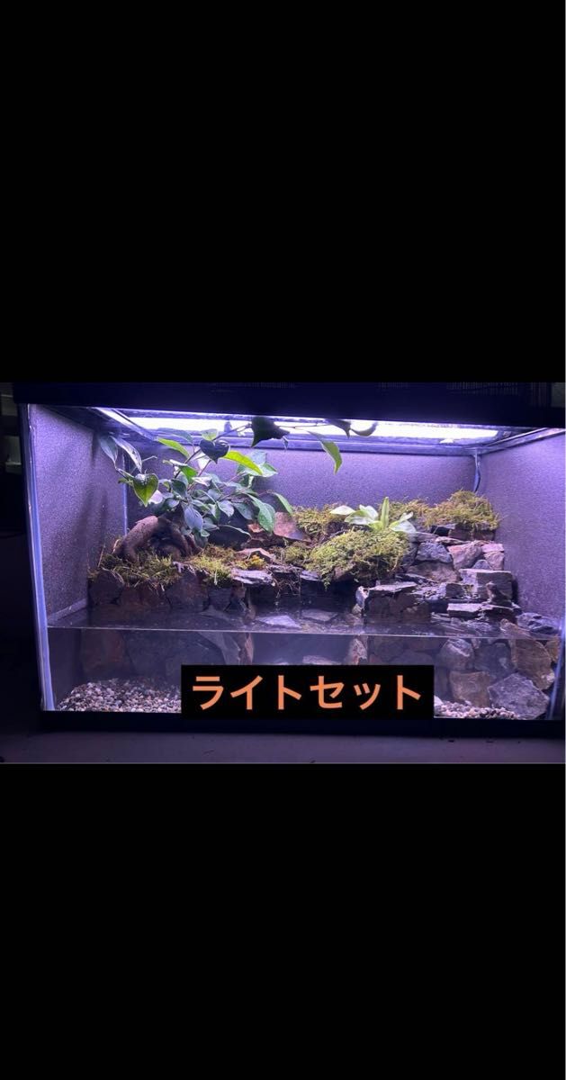 水の流れる滝テラリウム水槽 60センチ ガジュマル|Yahoo!フリマ 水の流れる滝テラリウム水槽 60センチ ガジュマル|Yahoo!フリマ