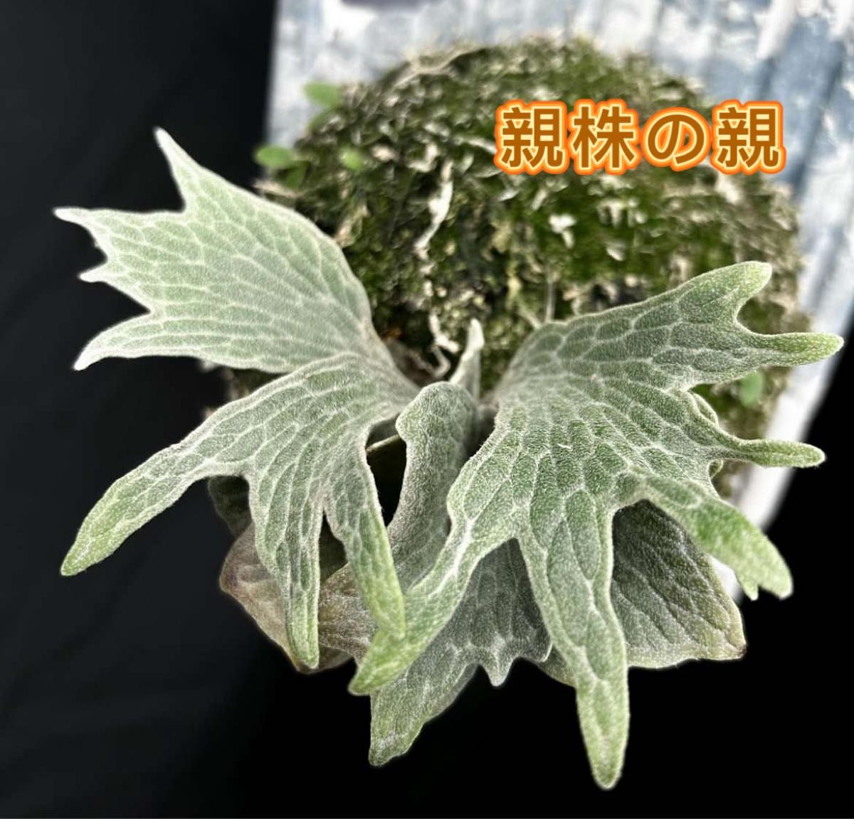 ビカクシダ Willinckii cv Watchara 'Fish Bone' pup株分子株 3D ビカクシダ Willinckii cv Watchara 'Fish Bone' pup株分子株 3D