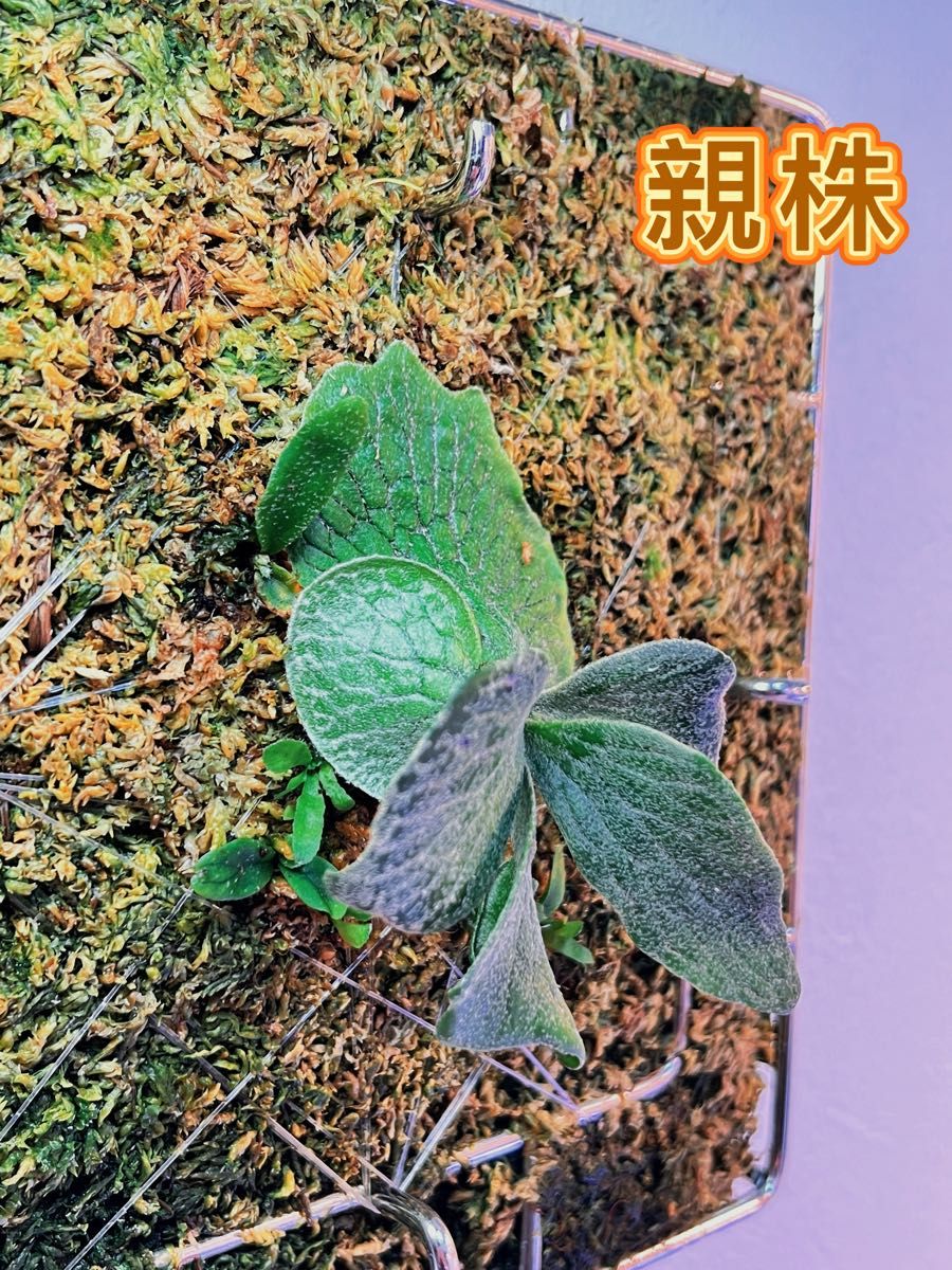 ビカクシダ P Willinckii cv Watchara 'Fish Bone' pup株分子株 ビカクシダ P Willinckii cv Watchara 'Fish Bone' pup株分子株
