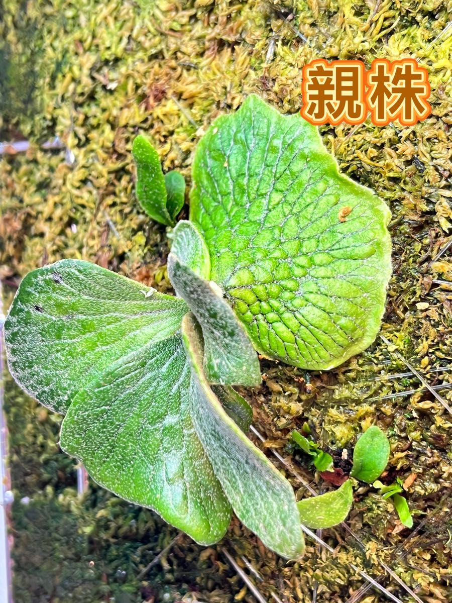 ビカクシダ P Willinckii cv Watchara 'Fish Bone' pup株分子株 ビカクシダ P Willinckii cv Watchara 'Fish Bone' pup株分子株