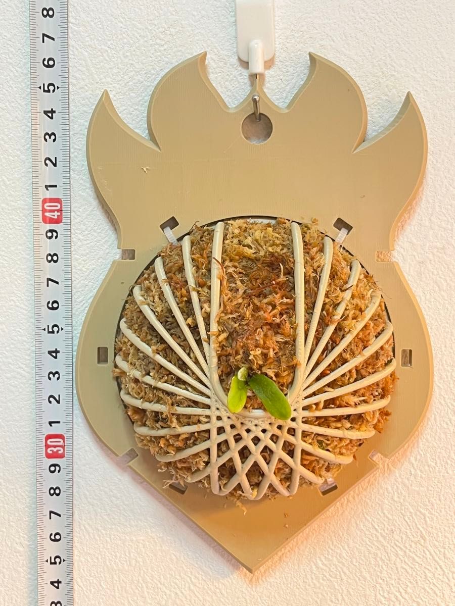 ビカクシダ Willinckii cv Watchara 'Fish Bone' pup株分子株 3D ビカクシダ Willinckii cv Watchara 'Fish Bone' pup株分子株 3D