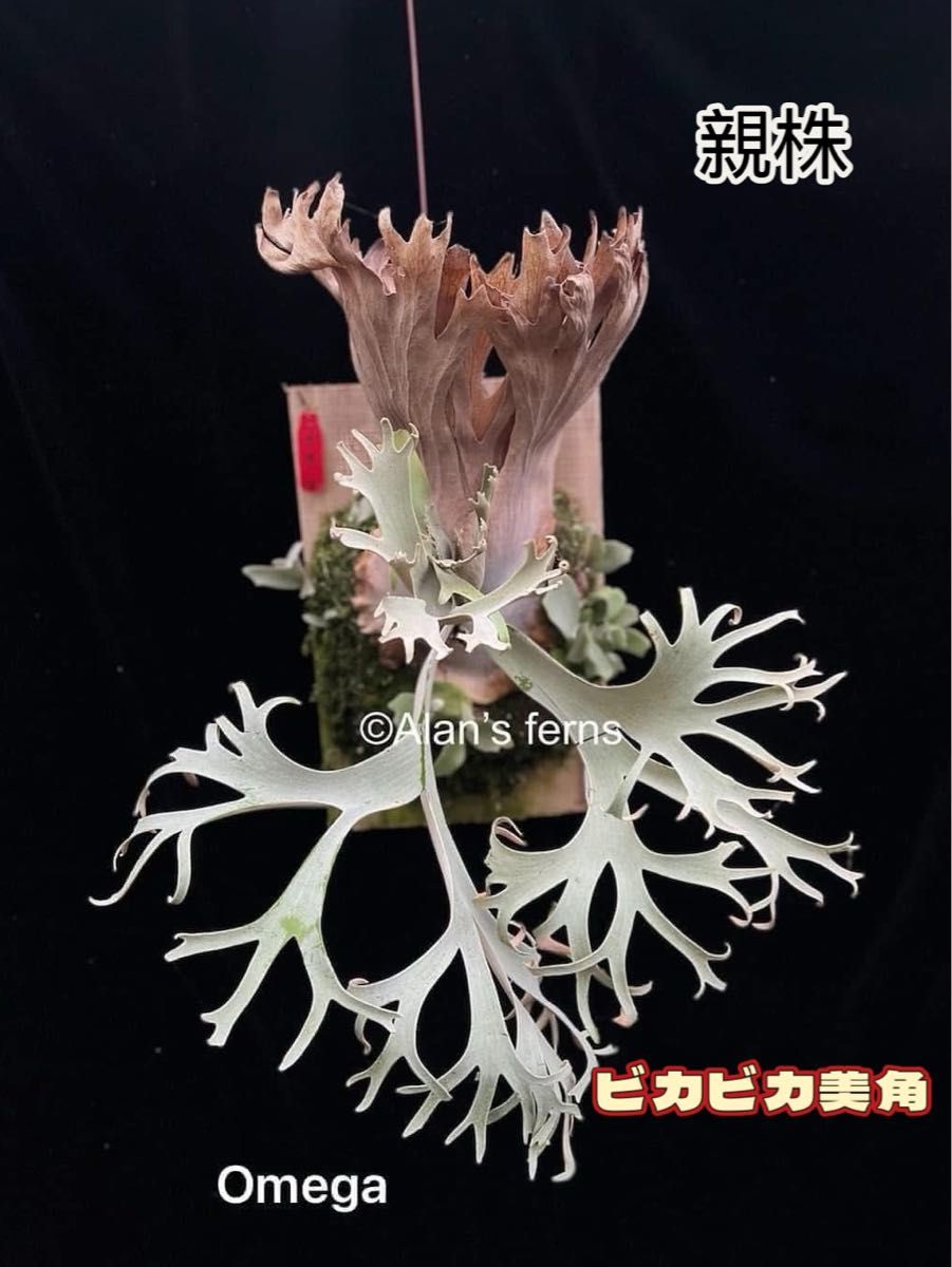 ビカクシダ willinckii Omega spore|Yahoo!フリマ(旧PayPay ビカクシダ willinckii Omega spore|Yahoo!フリマ(旧PayPay