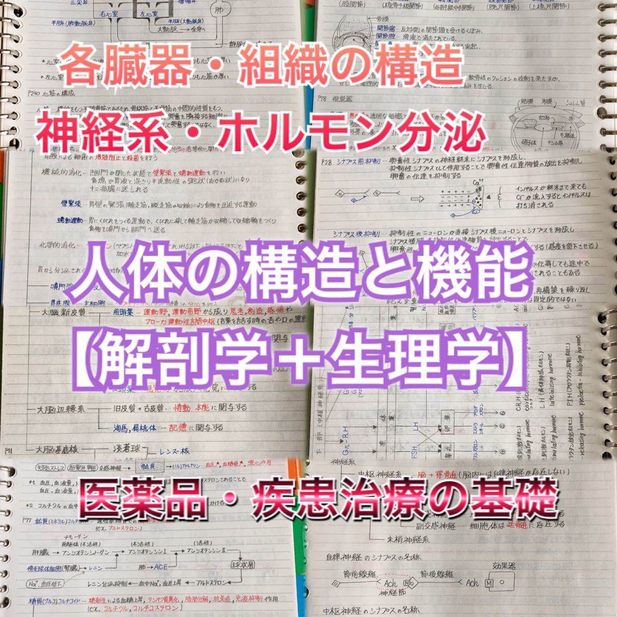 理学療法士、作業療法士国家試験、学科定期試験対策シリーズ【解剖学・生理学】セット