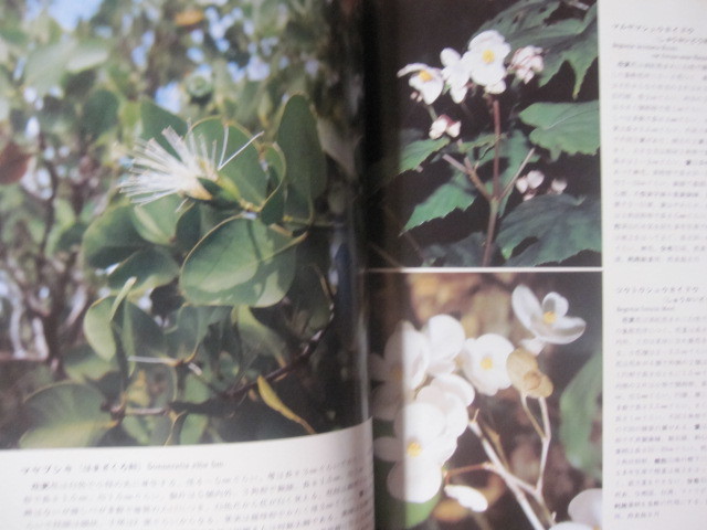 ☆沖縄の山野の花 【沖縄・琉球・自然・植物】_画像6