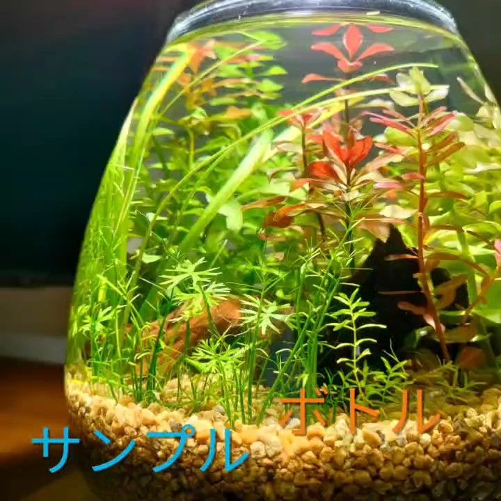 ロタラMIX水上葉 50本