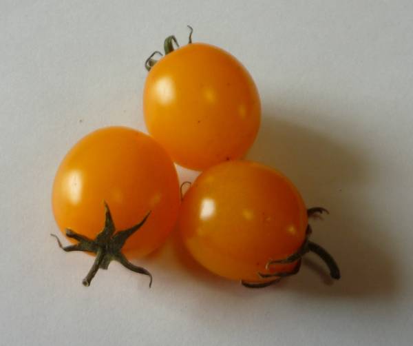 * Golden mini tomatoes * kind 10 bead * including in a package possible *