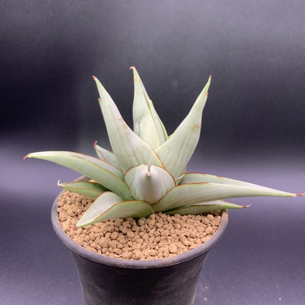 01【新入荷】多肉植物 サンスベリア チャニン Sansevieria 01【新入荷】多肉植物 サンスベリア チャニン Sansevieria
