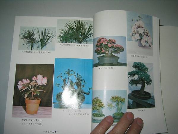 * bonsai. all *. branch .* agriculture books * prompt decision 
