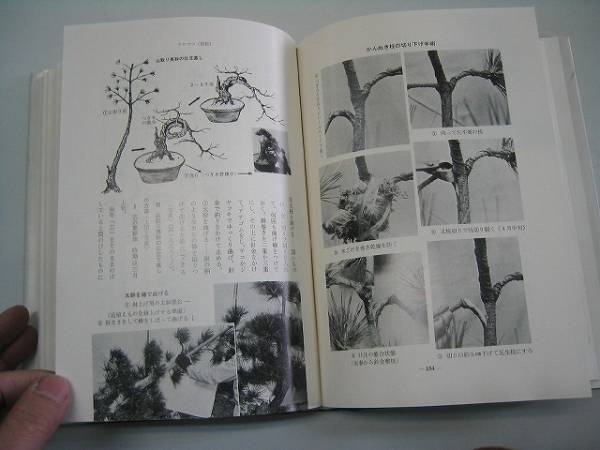 * bonsai. all *. branch .* agriculture books * prompt decision 