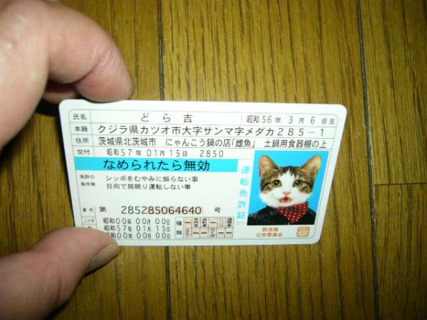猫　ネコ　なめ猫　舐め猫　免許証カード　どら吉　地球儀の横に立っている　可愛い　大人気　未使用　_画像2