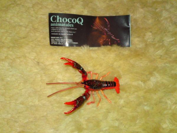  chocolate Q no. 8. America crayfish 