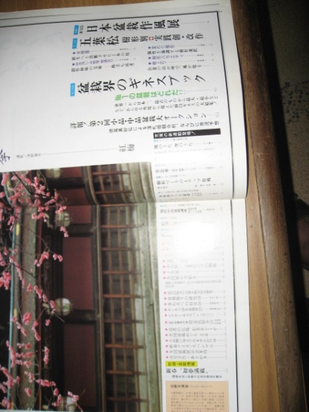 近代盆栽　１９９１年１月号　第１６回日本盆栽作風展_画像2