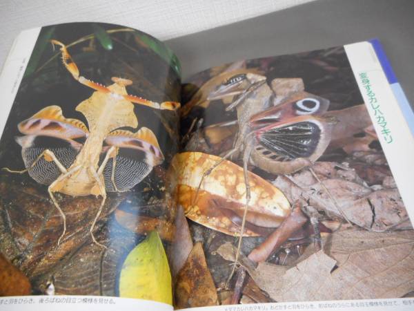 ( tube HC 12) used book@ metamorphosis make insect ..