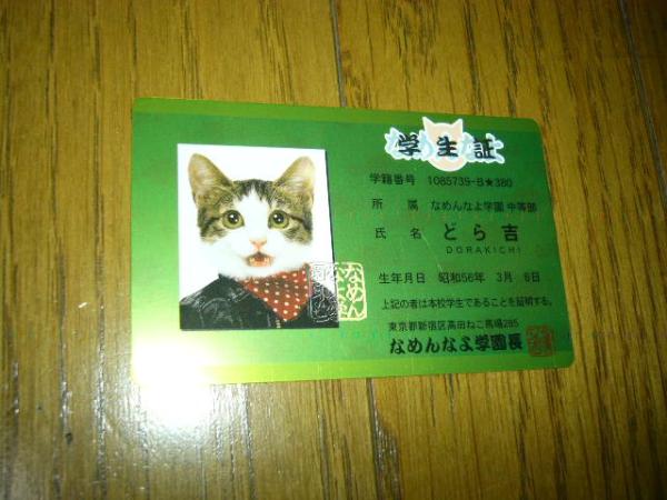 猫　ネコ　なめ猫　学生証カード　どら吉　なめんなよ　学園校則　スカーフをしてる　可愛いわ　未使用_画像1