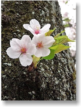 オリジナル フォト ポストカード 2015年 小田原の桜 Vol.18_はがき印刷面 ※ これは データ画像 です。