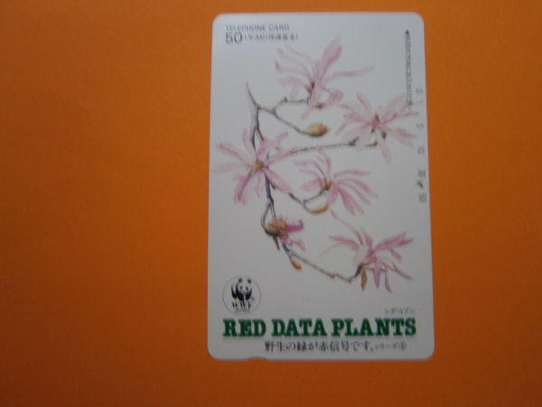 テレカ●● ＲＥＤ ＤＡＴＥ ＰＬＡＮＴＳ シデコブシの画像1