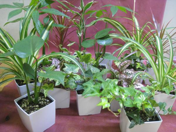 * decorative plant ( various Mix ) potted plant 5 pot set *