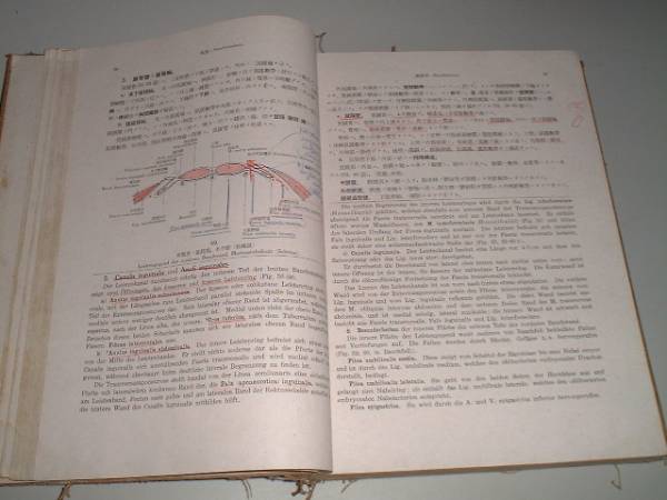 解剖学Ⅲ筋・脈管 岡嶋啓治・著 谷口虎年・改訂　昭和17年_画像3