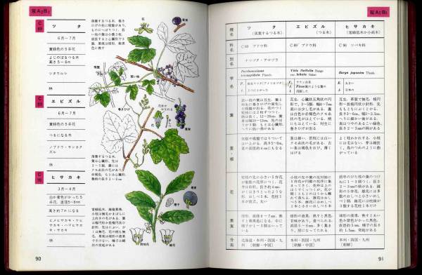 【c7595】昭和41 林の植物 [原色採集地別 野外植物検索図鑑6]_画像3