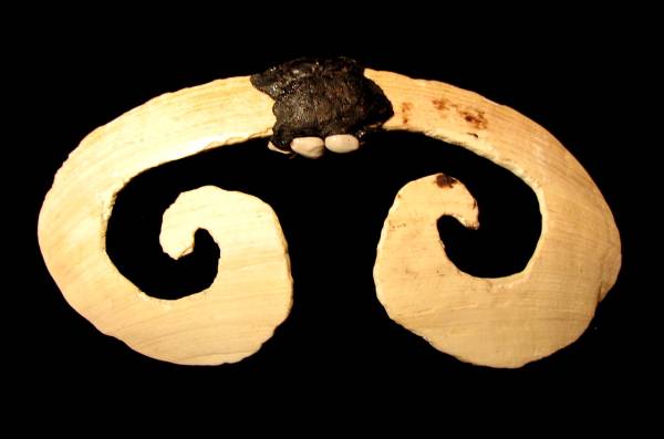 インドネシア・パプア州アスマットの貝殻製の鼻輪 Yahoo!フリマ（旧）のサムネイル