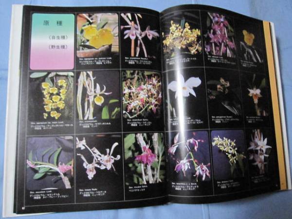 * Okinawa gardening plant large illustrated reference book all four volume [ Okinawa *. lamp * nature * Ran * decorative plant * have for plant *. obi Hanaki ]