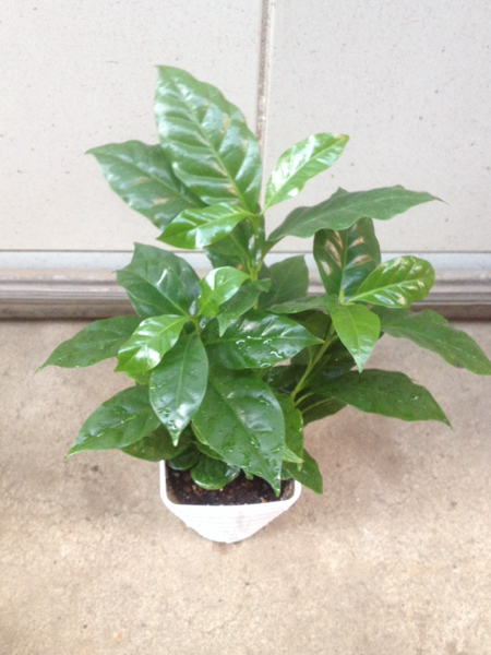 3ps.@..... tree ( coffee. tree ) potted plant 1 pot 